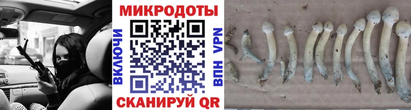 закладка  Коммунар  Псилоцибиновые грибы Cubensis 